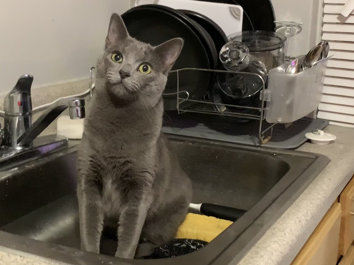 bubblychunks's tweet image. Never really did Twitter but wanted to send one last Tweet before it all burns to the ground.

Here is my cat in the sink.