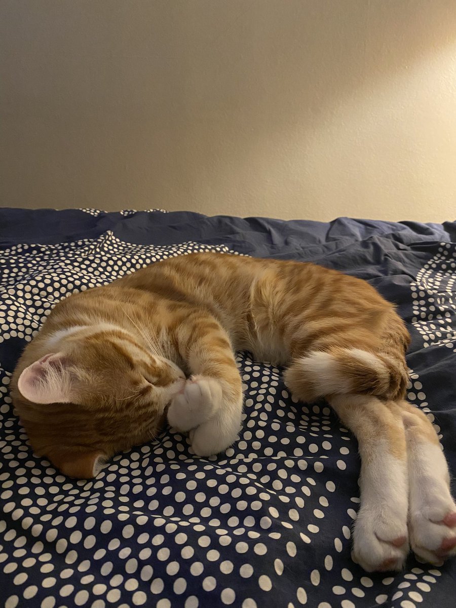aidanieldrake's tweet photo. before twitter goes down I need you all to know that I got a cat and his name is Cricket https://t.co/2VaBHIk9Oz