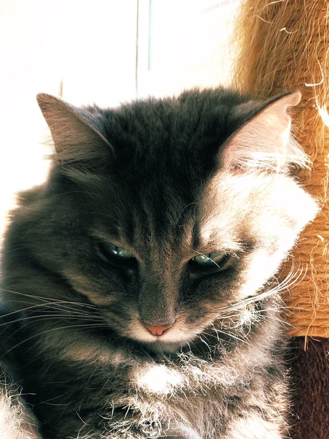 猫皮膚炎 Twitter 搜尋 Twitter