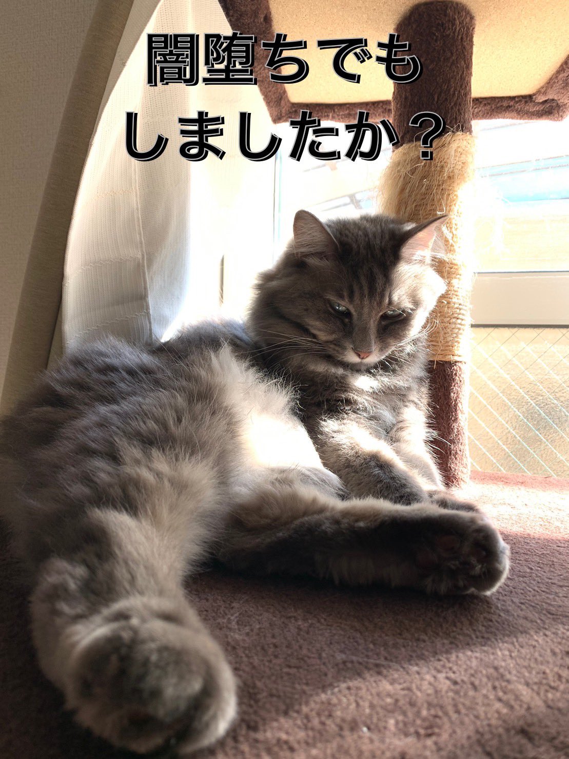 猫皮膚炎 Twitter 搜尋 Twitter