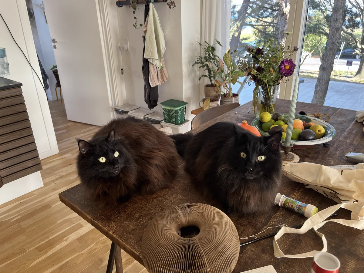 Two black cats, sort of gremlin looking, sitting in semi-loaf semi-pounce position on the table. They are both looking in various directions with big big yellow eyes. 