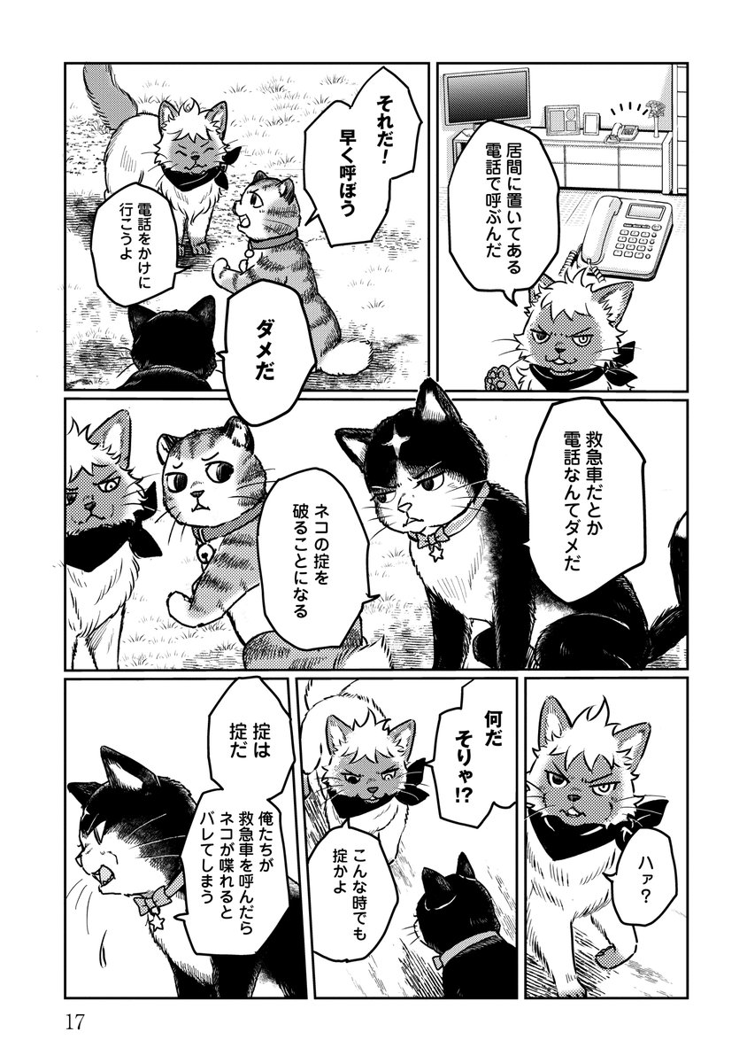 どうしても守りたいものがあったネコの話④

#ネコの掟 