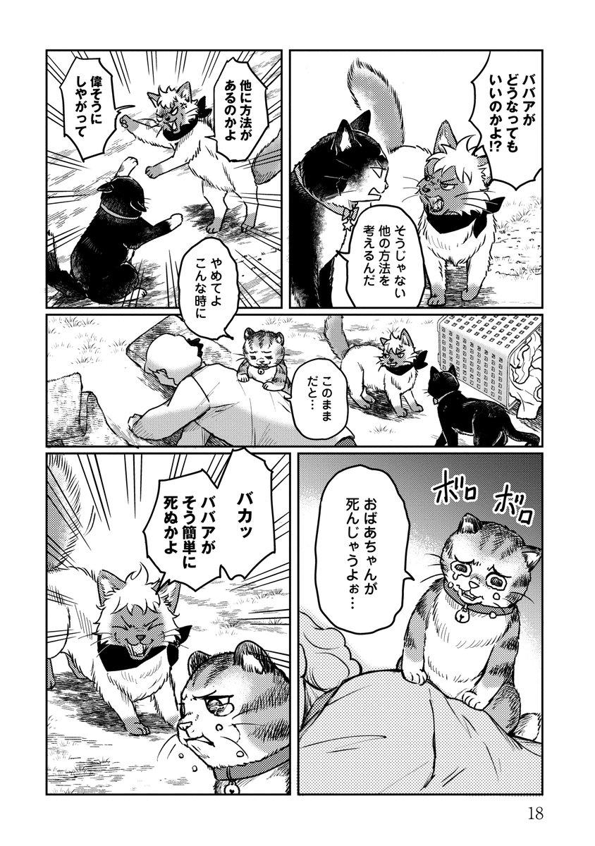 どうしても守りたいものがあったネコの話④

#ネコの掟 