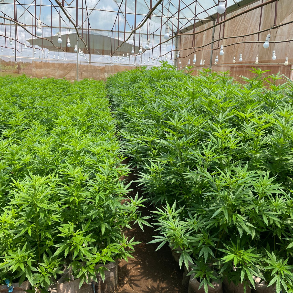 invegrow's tweet photo. Check out how healthy our CBD Passion looks. YUM! 🌿💫 https://t.co/8ojOTbBjpt