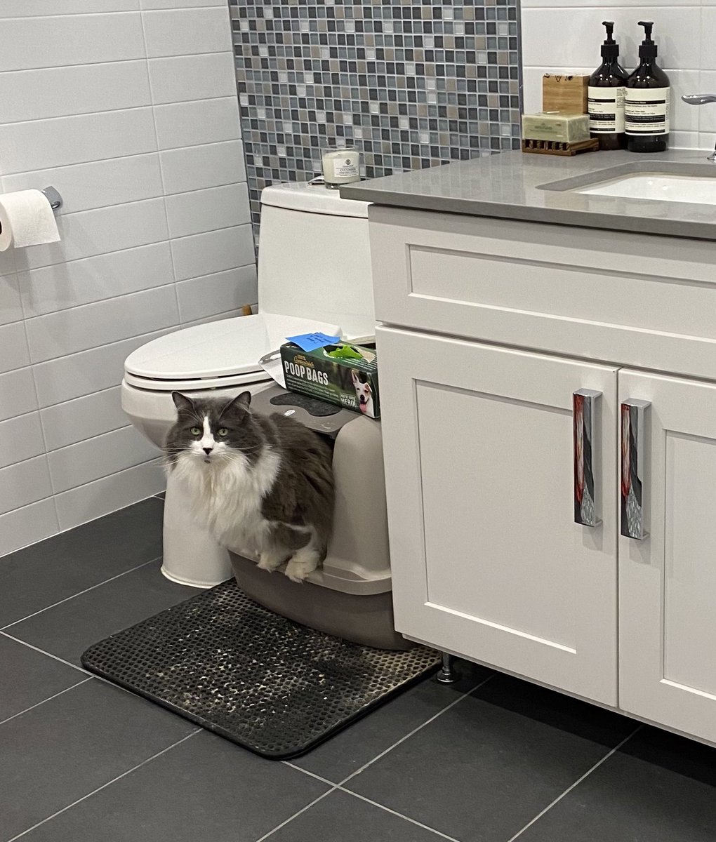 This one’s for <a href="/darth/">darth™</a> and <a href="/duchessgoldblat/">Duchess Goldblatt</a> ❤️ I thought you’d both like to see Lumpy’s serious poop face before Twitter shuts down