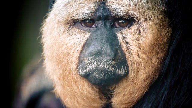Ape’s Mind tweet media