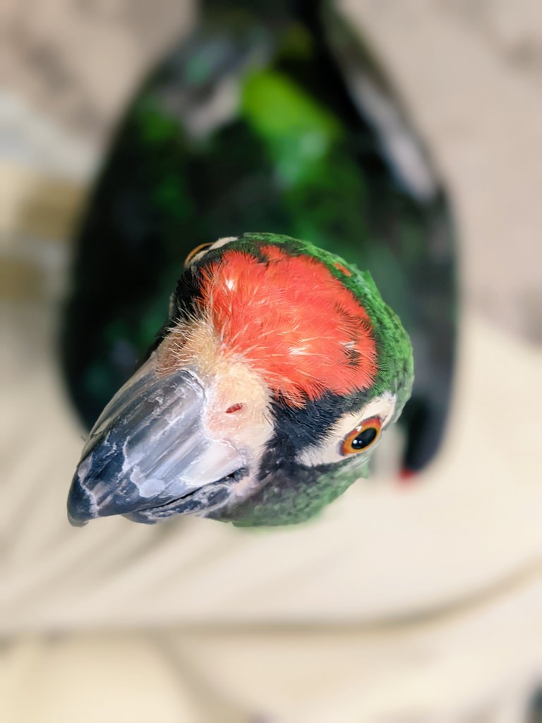 バードショー Twitter Search Twitter