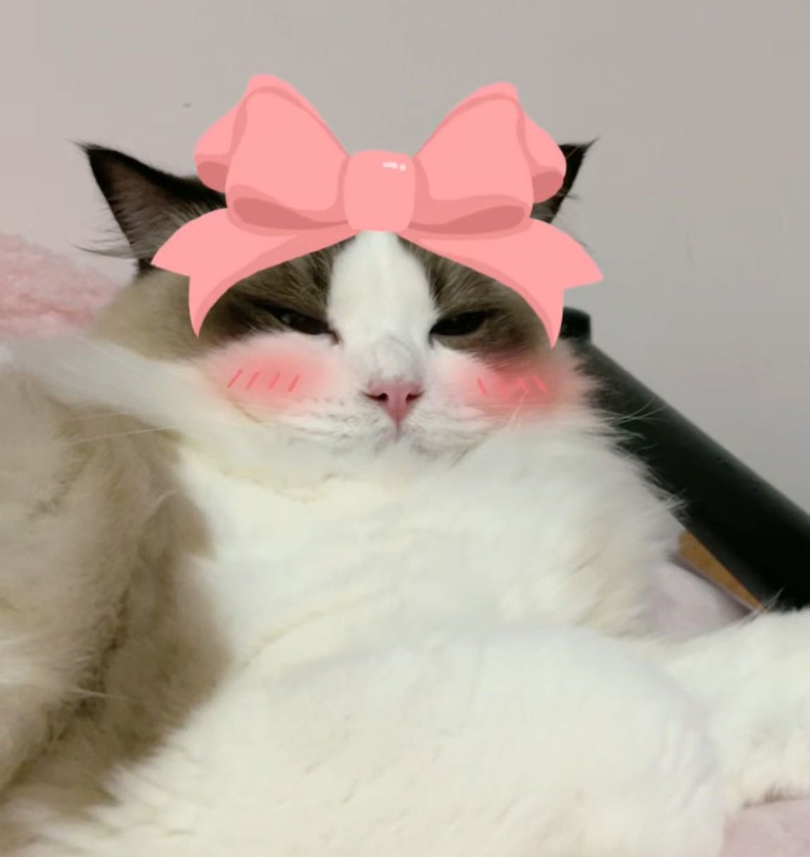 奶味批发商.🐰 (@bunny_sophiapp) on Twitter photo 