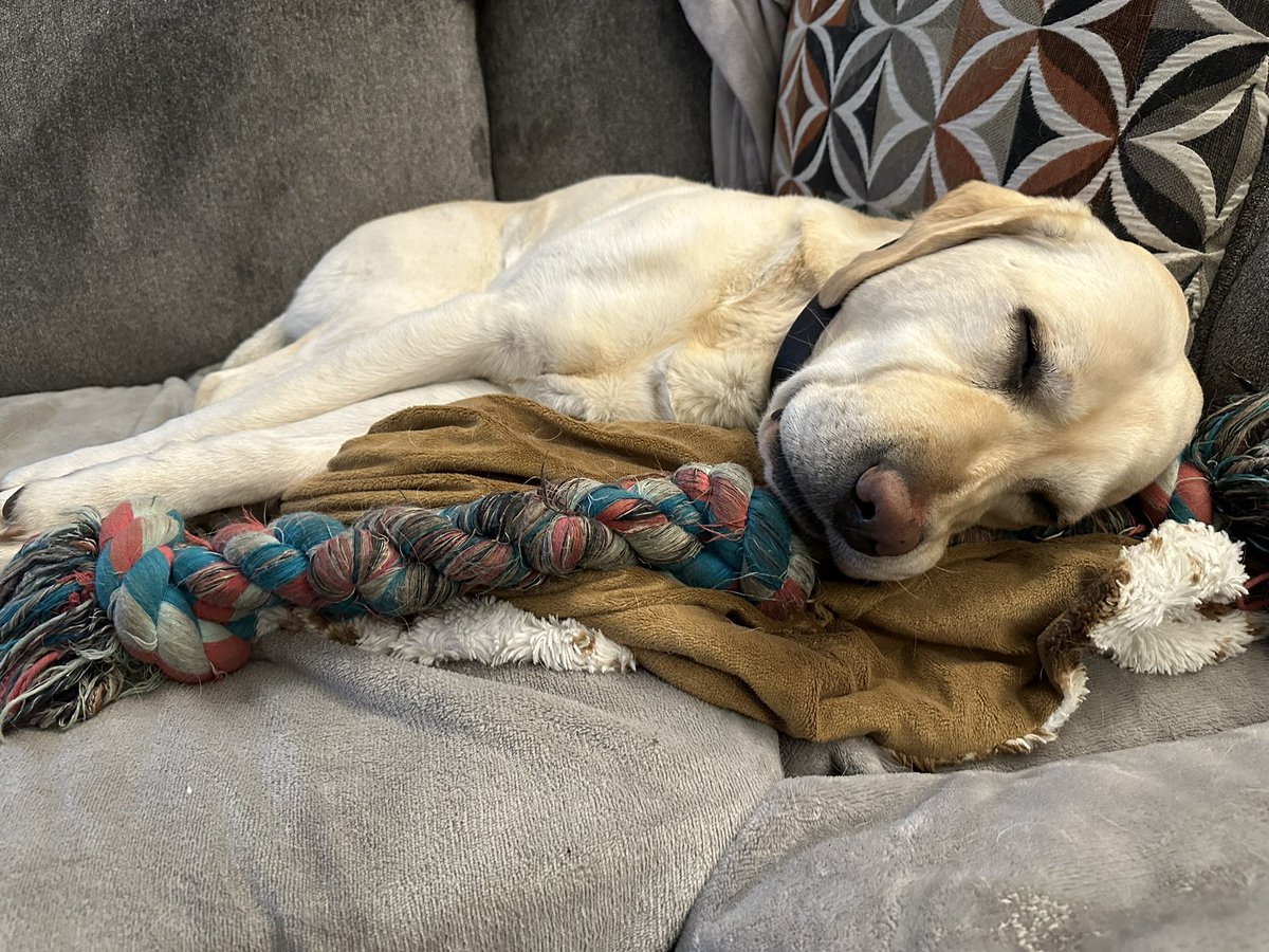 Like the musicians on the titanic, if twitter is going down tonight I will serenade you with photos of my dogs.