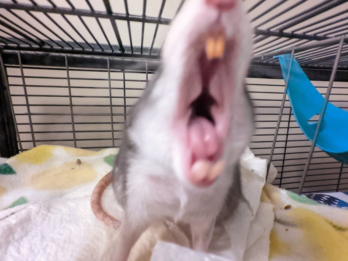beasts of vermin (@lookatmyrats) on Twitter photo 