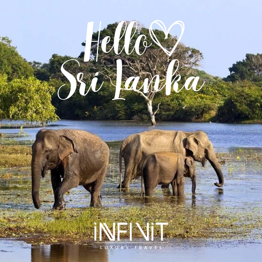 Infinit_Luxury's tweet photo. Explore Sri Lanka to meet its animal inhabitants in the wild.
https://t.co/w19J6M09dP

#wildlife #srilanka #elephnts #leopards #slothbear #bear #wildlifesafari #srilankatour #srilankatravel #travelagency #luxurytravel #srilanka2023 #trip2023 #travel2023 https://t.co/8nwVOFniez