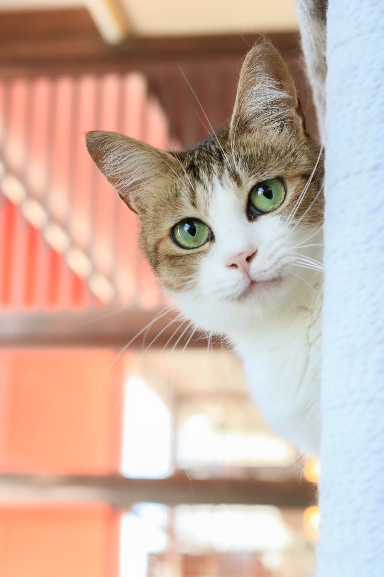 猫カフェキャッチー Catcafecatchy Twitter