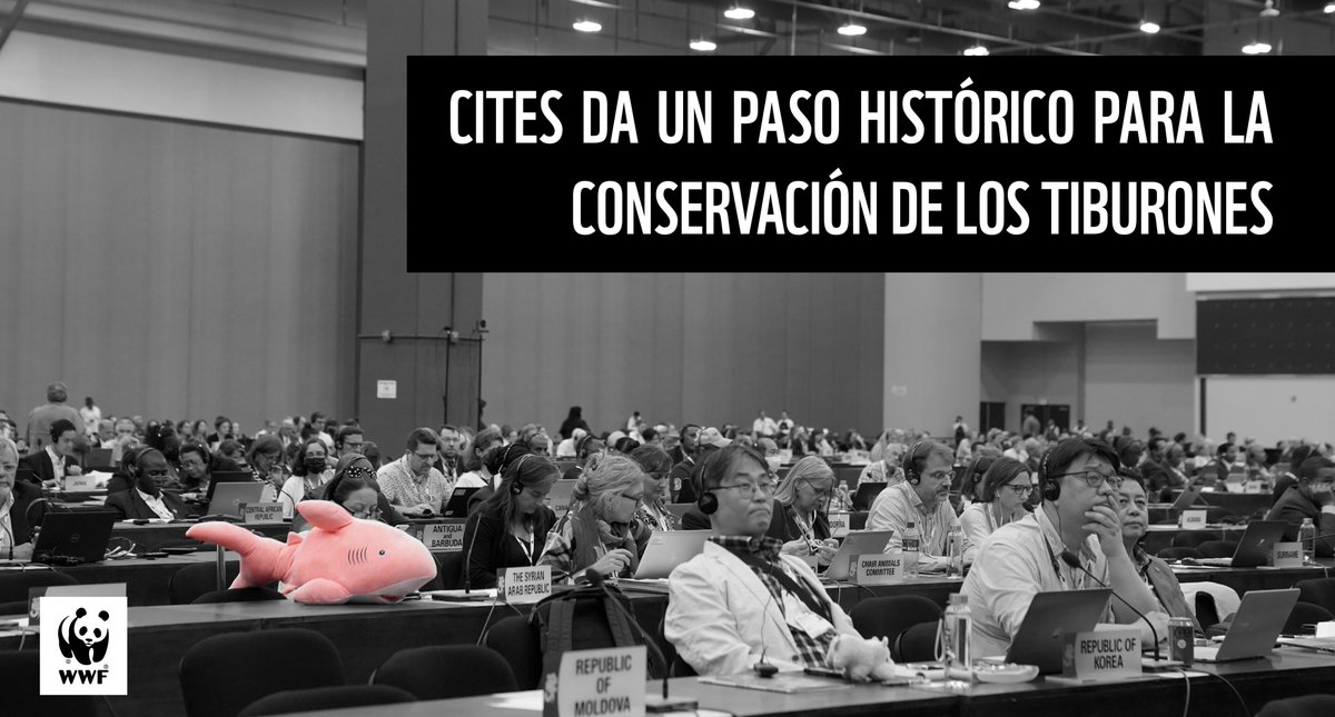 WWFnoticias's tweet photo. 🔴 Tras un intenso debate, se aprueba de manera preliminar la inclusión de las familias de tiburones martillo y carcarrínidos en el apéndice 2 de @CITES. Con esta votación, la #CoP19 fue testigo de una decisión histórica para la salud de los océanos. Más: https://t.co/FU3OPbrhUy https://t.co/aNQm9UDzQs