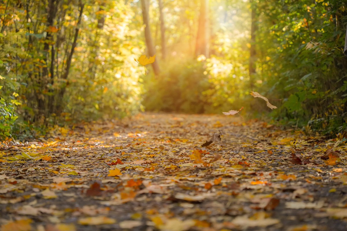 HeikoPiske's tweet photo. Es war ein Wunderschöner Herbst dieses Jahr 😍

#Autumn #herbst #Berlin #Germany #sunshine #weekendvibes https://t.co/07b5STNiki