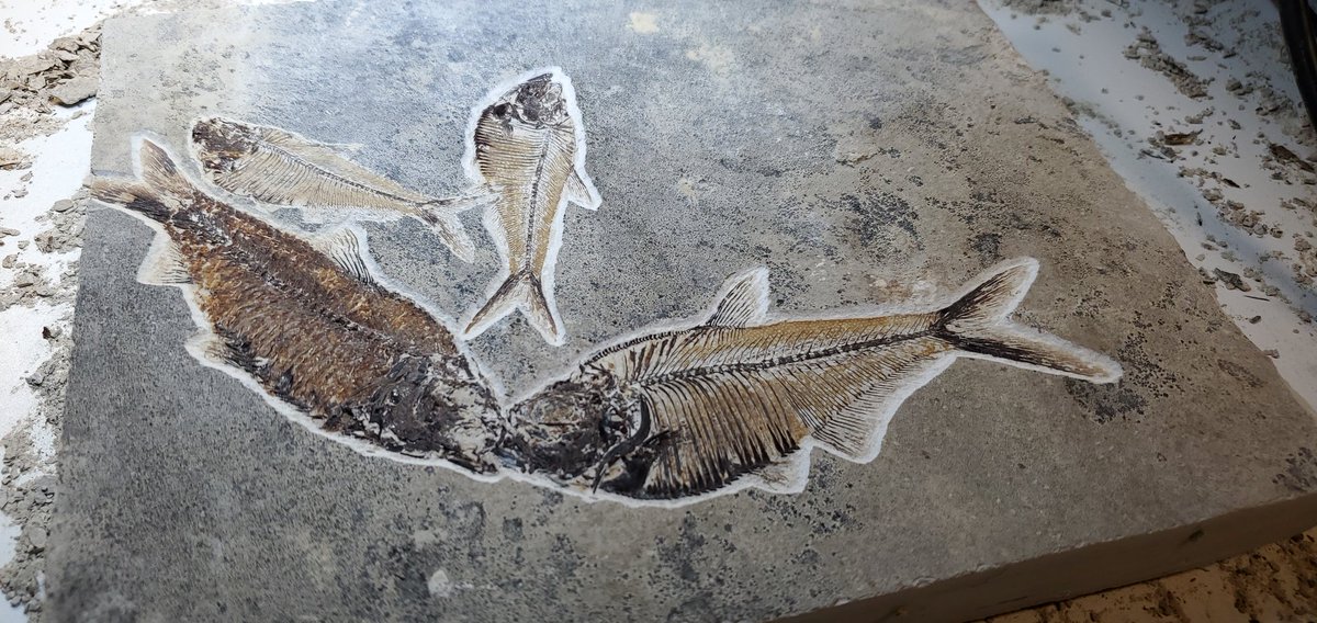 paleokeely's tweet image. Twitter friends! If you arent aware, I am a freelance fossil preparator specializing in microscopic air abraision- yes it takes a long time. I&apos;ve prepared many specimens over the years from palm fronds to dinosaur teeth and everything in-between. Fossiloasis.com