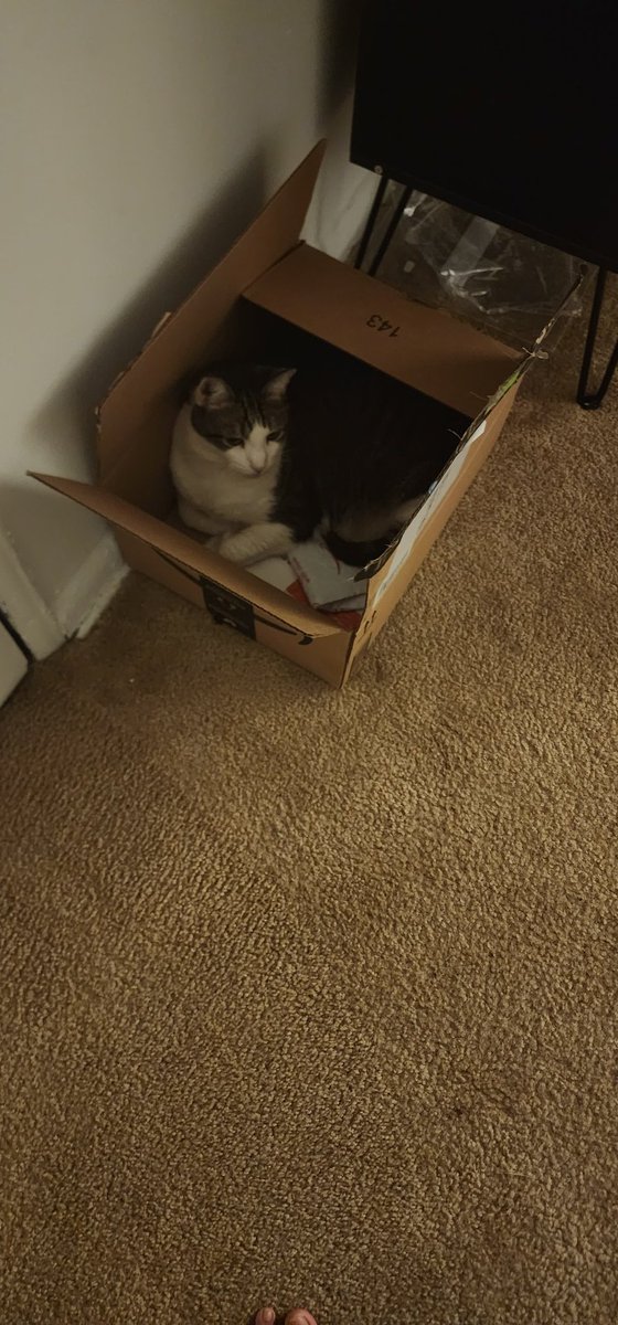 cat in box