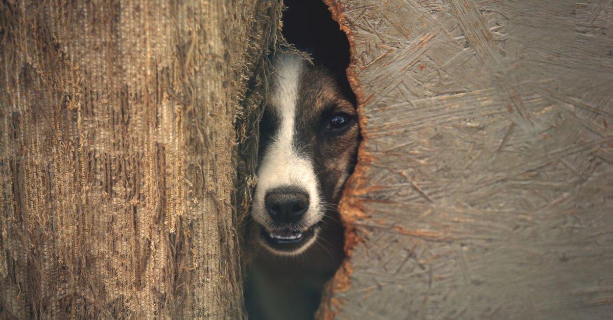 muyinteresante's tweet photo. ¿Los perros mienten? https://t.co/F9cBHpDltZ https://t.co/DSnpLWoMYx