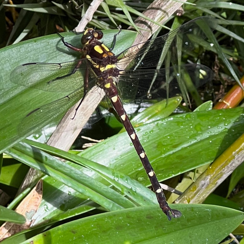 I missed the annual conference this year but I won't miss voting for #BugOfTheYear2023 <a href="/NZEntoSoc/">Entomological Society of New Zealand</a> 

Torn between the two insects with a freshwater life stage and the sole arachnid, I voted #1 for Kapowai

Vote now here: bugoftheyear.ento.org.nz

iNaturalist image © Geoff Marshall