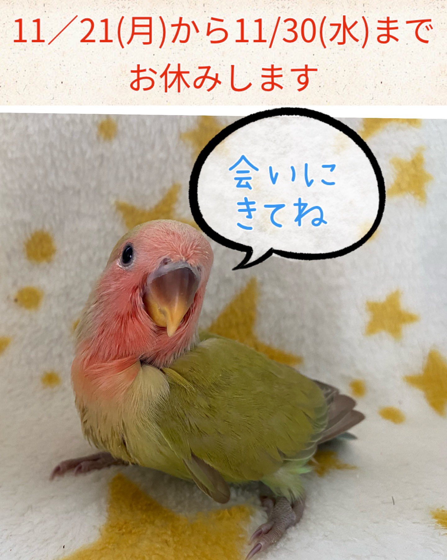 鳥っちょ 里親募集 有償です Toriccho412 Twitter