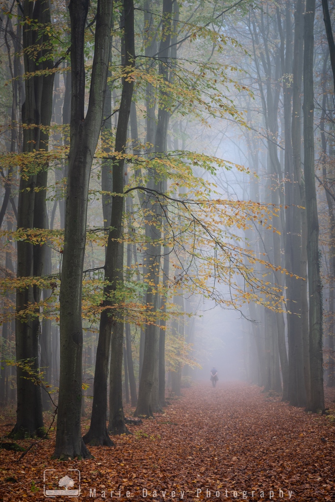 I've been trying to get this shot for a long time; I had imagined it for years &amp; had never quite managed it, but this week it came together for me: the fog, the autumn colours, and the lone person strolling through 🙂

It just goes to show that patience is a virtue! 

#surrey