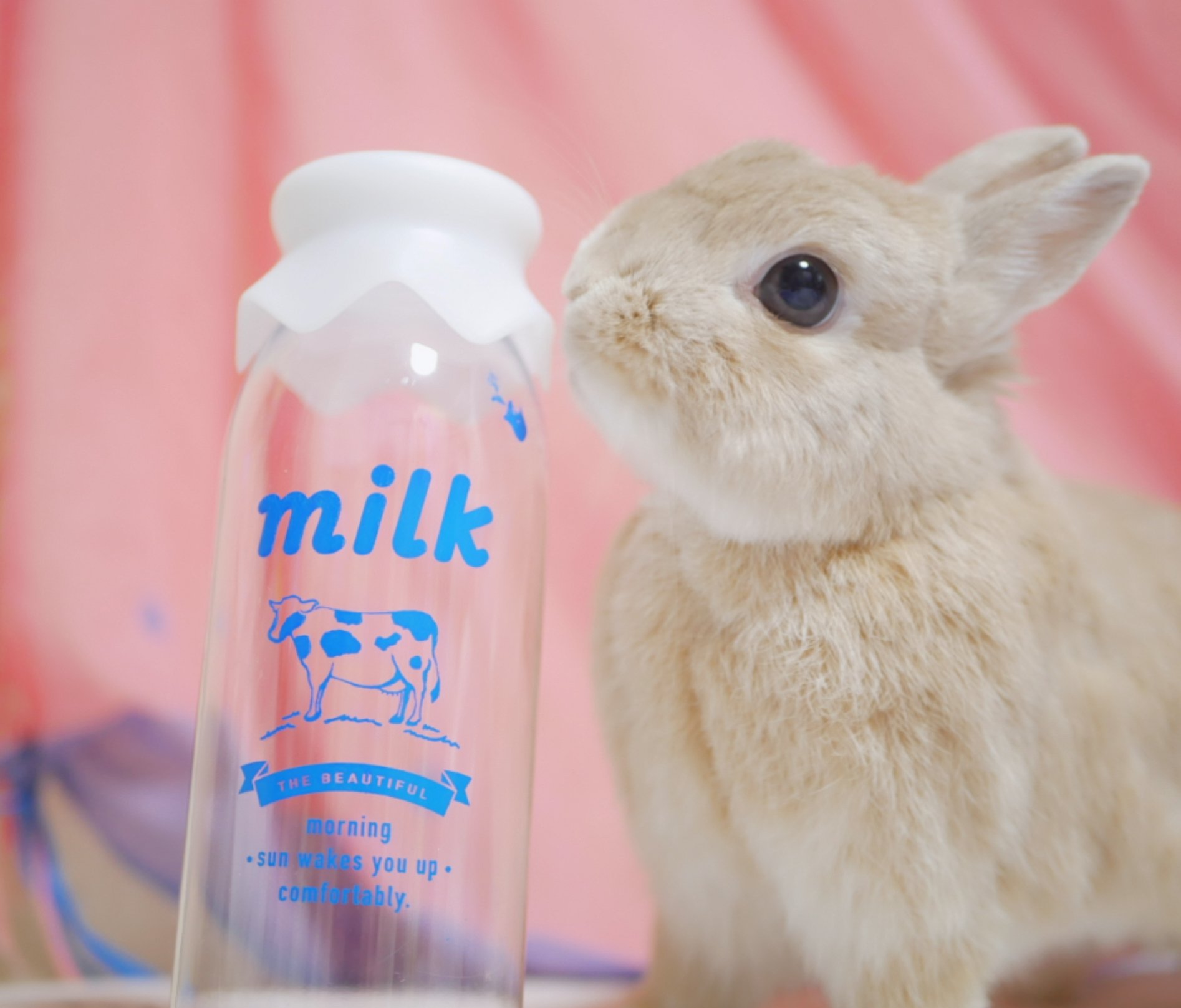 うさぎさん 🐰 2024.10.15🌧 メガネギ👓 1枚目がお気に入り。 #ネザーランド