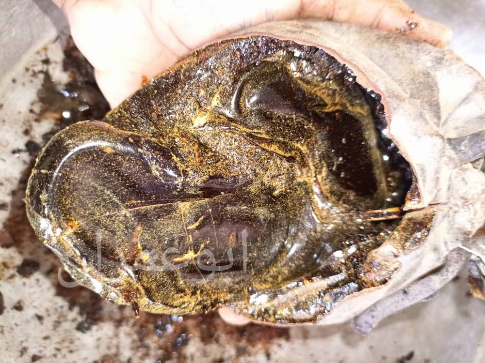 ابوعمران - حضرموت tweet media