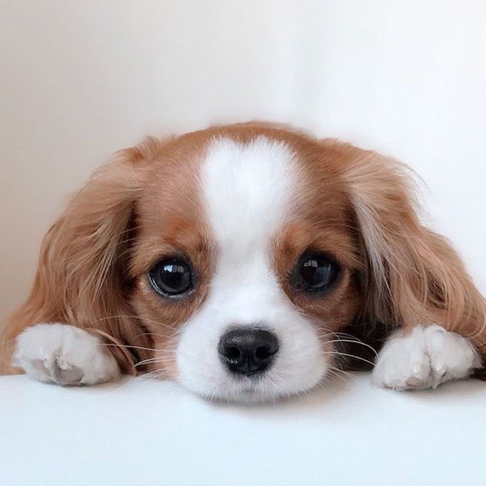 NajmBrjs's tweet image. Bom dia 👩🏽‍💼👩🏽‍💼👩🏽‍💼