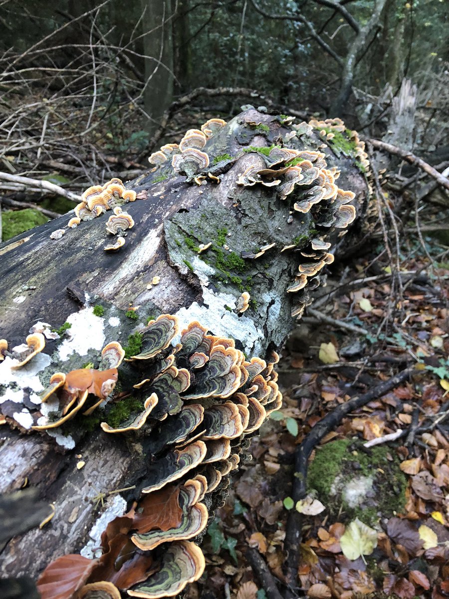 jgberrin's tweet photo. Thanks @CirmFungi @dnavarro75 for organizing #mycoweek in Sainte Baume ! Great ambiance with members of @BBF_lab https://t.co/WWjO8R0Hhm