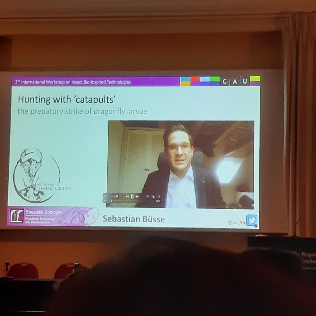 Iwibit2022's tweet photo. Session 5 Fast Precise &amp;Furious #iwibit2022 Very cool exciting stories about the labial mask of the dragonfly larva (@sci_SB) and bioinspired catapults, #necrobiotics by @ProfDanPreston (@ricePILab) &amp; sawfly ovipositor by Martí Verdaguer Mallorquí. https://t.co/HUA8M6Q39l