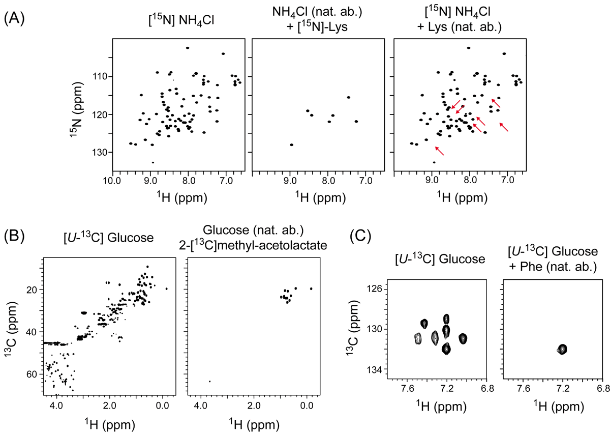 <a href="/Beardy_Ben/">Ben Rowlinson</a>'s review on isotopic labelling for #NMR studies of proteins has been published in #BiochemSocTrans. Thanks to co-authors Rime and Elodie from NMR-Bio. 
#OpenAccess  <a href="/YorkBiolRes/">York Biol Research</a> <a href="/IBS_Grenoble/">Institut de Biologie Structurale</a> <a href="/PPPublishing/">Portland Press</a> @BBSRCWhiteRose <a href="/BiochemSoc/">Biochemical Society</a> 

tinyurl.com/52tckxx2