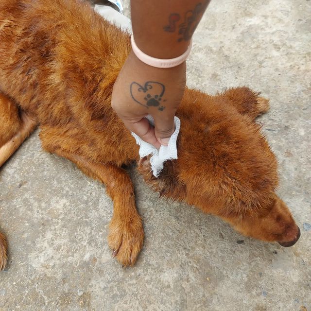 The old bear continues to show improvements 💪 today we bathe him, due to the fact that sometimes he urinates when we are not with him, but look at the big change, being able to stand on his three legs, this gives us signs that he is going to improve and you can walk🩺💉🩹💊🙏