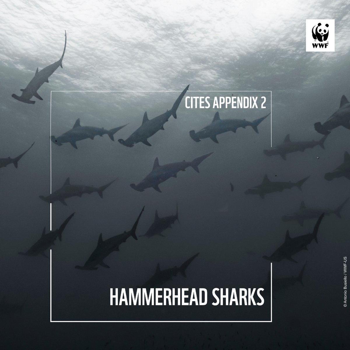 After intensive debate, member countries, yesterday gave preliminary approval for the inclusion of the entire families of hammerhead and requiem sharks to @CITES appendix II. This was a historic vote for the health of the oceans. #CITESCoP19 #WildlifeThriving