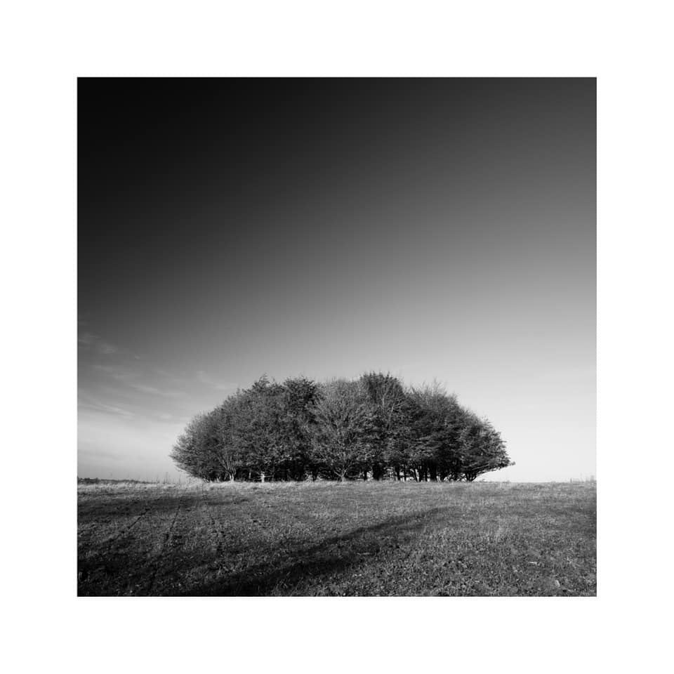 cloudhopper's tweet image. Beeches and Field Maples. Curious plantation atop a rise in North Aston, Oxfordshire. Must make a flask of coffee and visit again...