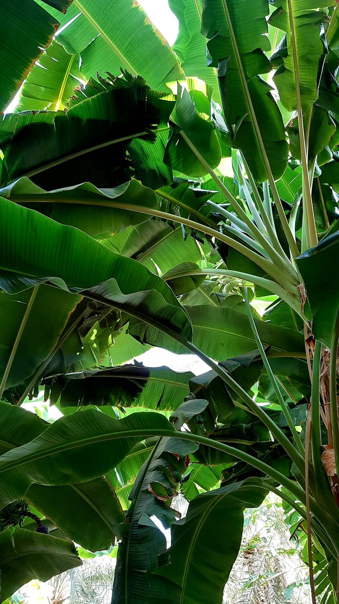 Afra_Rahbi's tweet photo. The captivating view of banana trees this morning💚🌱
#Agriculture #Gardening #SDGs #Nature #Earth #Environment https://t.co/XVOgRTGn8V