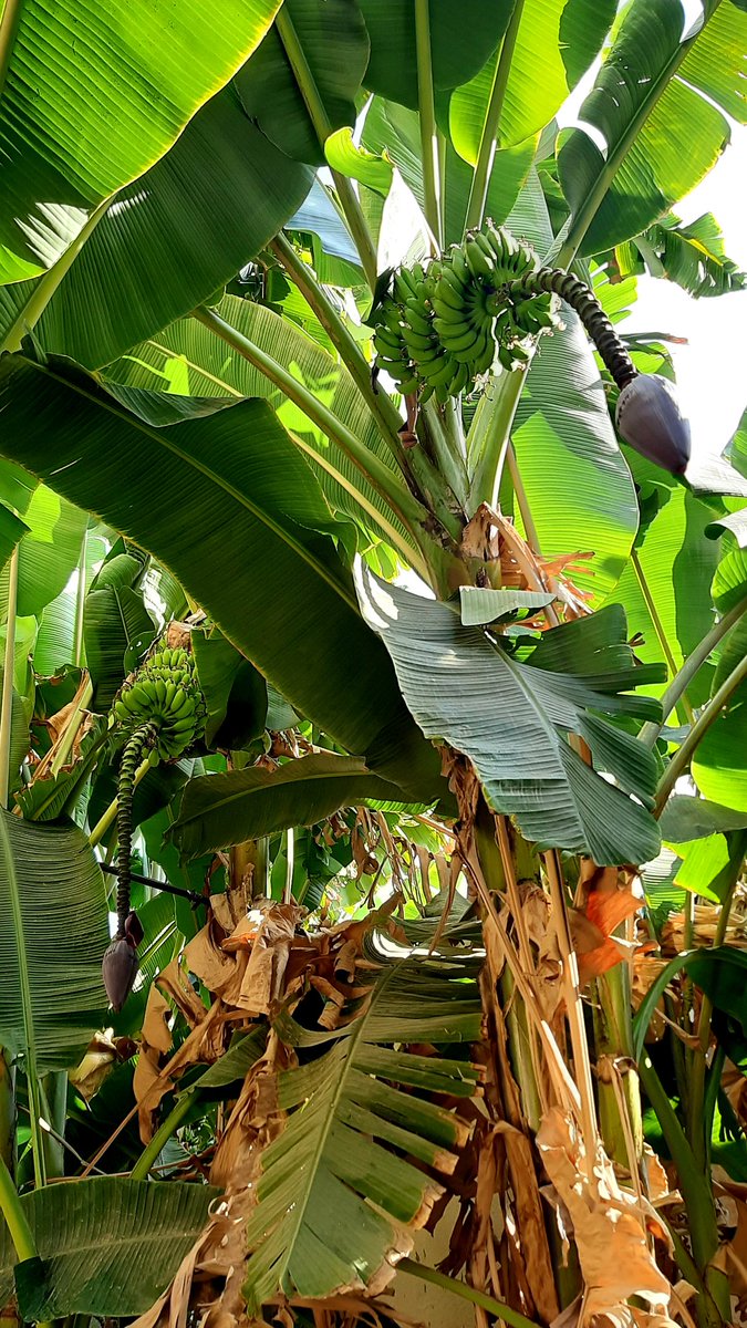Afra_Rahbi's tweet photo. The captivating view of banana trees this morning💚🌱
#Agriculture #Gardening #SDGs #Nature #Earth #Environment https://t.co/XVOgRTGn8V