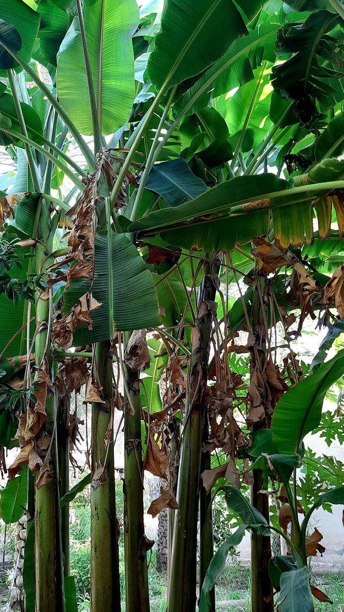 The captivating view of banana trees this morning💚🌱
#Agriculture #Gardening #SDGs #Nature #Earth #Environment