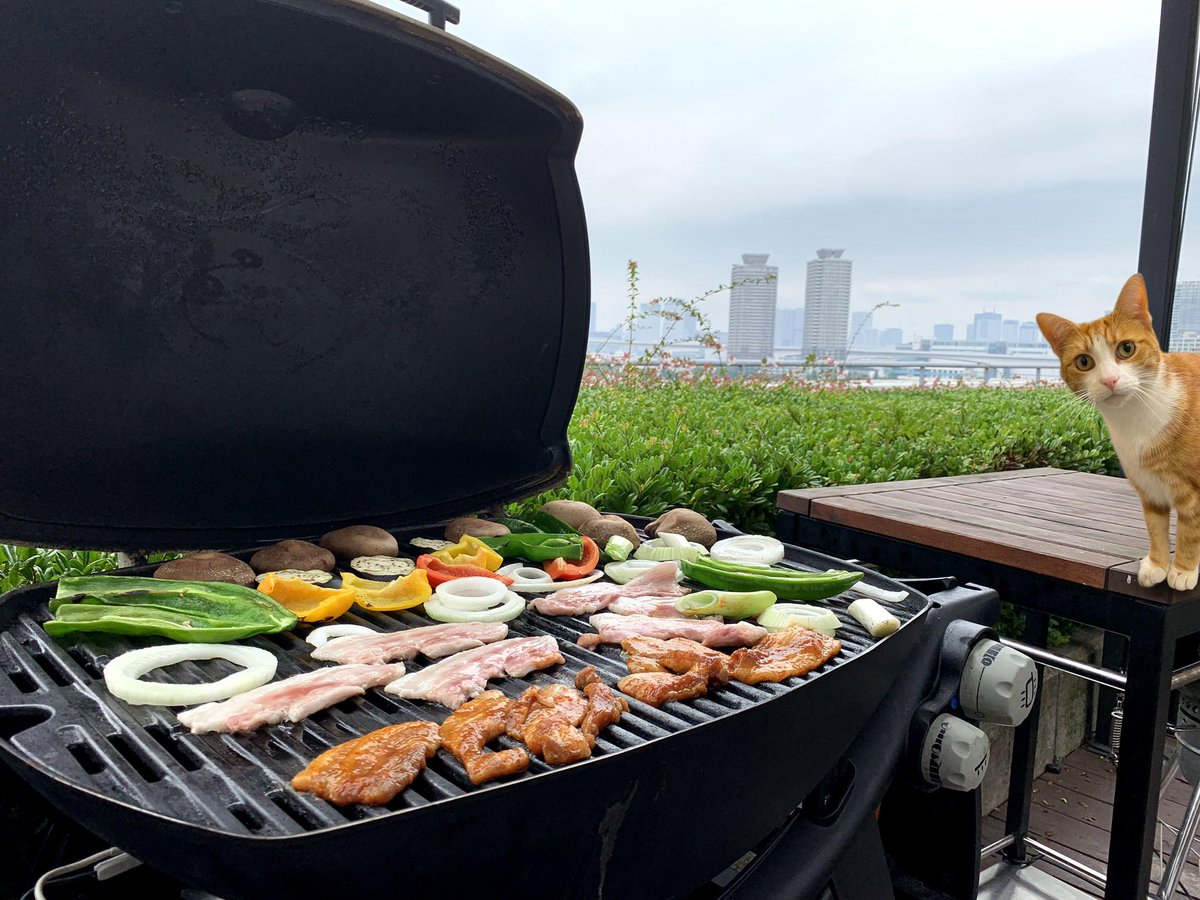 Stumpy Cat tweet media