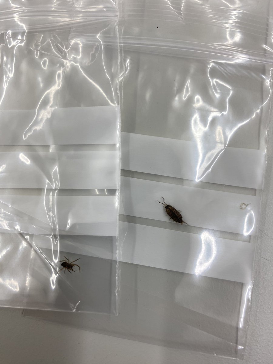 Lab examination of the garments recovered from our crime have revealed some little critters. A woodlouse and a spider so far. Both recovered and released back outside!