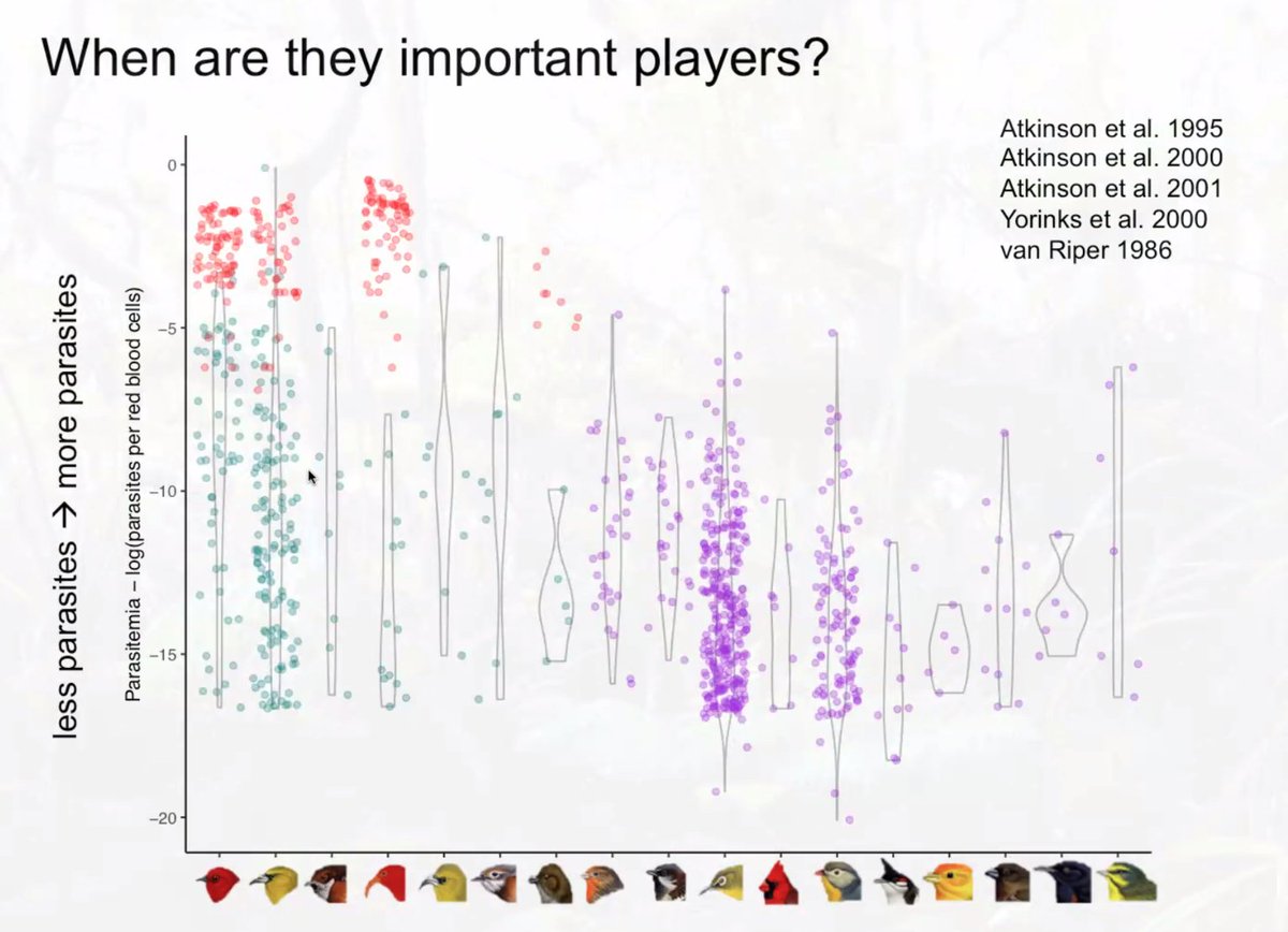 How will Avian Malaria affect Native #birds in the future? Like understanding how mosquitoes infect birds, learning birds infect mosquitoes is critical. A Takehome of <a href="/islandbirdnird/">Christa Seidl</a> research, healthy-looking birds easily be infectious birds.  #NREMseminar christaseidl.wordpress.com