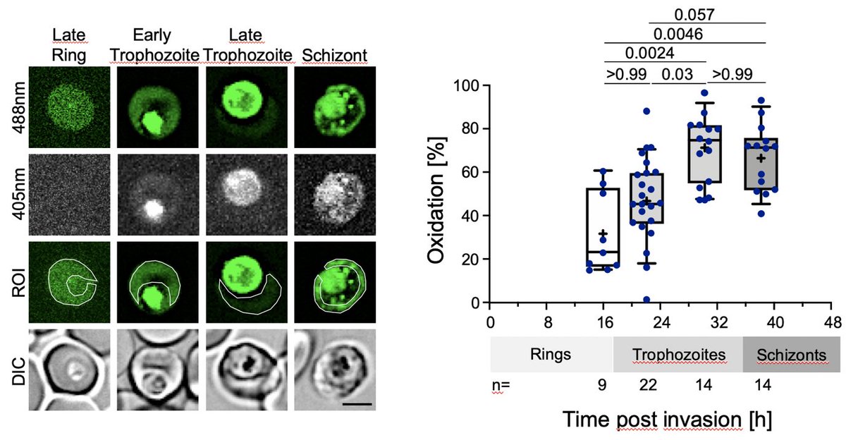 Does oxidative stress cause protection from severe malaria in sickle cell trait patients?
Happy to share our latest article with <a href="/LanzerLab/">Michael Lanzer</a>. It was a lot of fun to be part of this. 
Physiological jump in erythrocyte redox potential during Plasmodium fa... sciencedirect.com/science/articl…