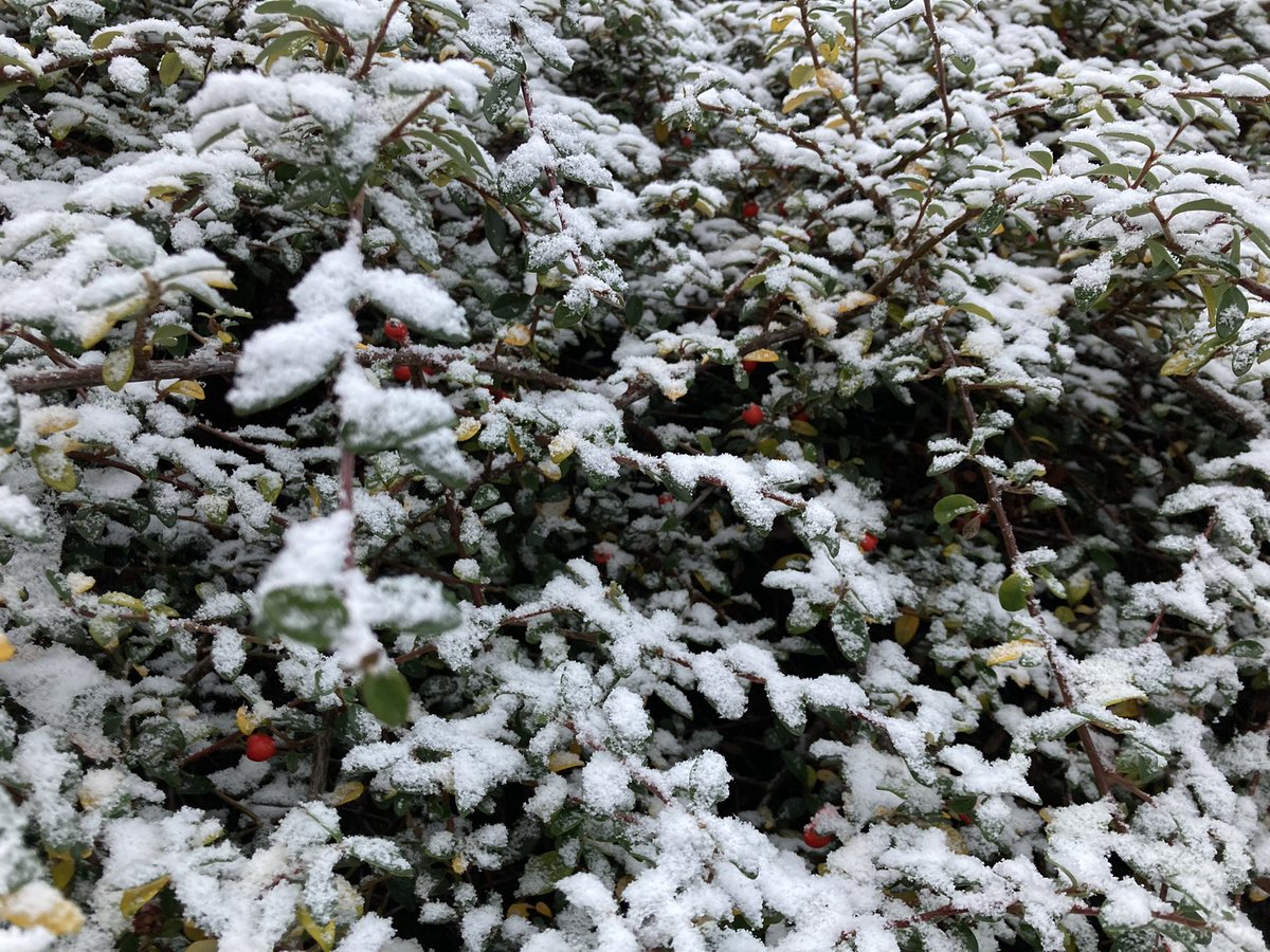 iigotomoe's tweet photo. Where’s that coming from!?
Weather, it’s still November, you know!? Not February like usual.
#Berlin #Weather #WinterIsComing #WinterIsThere #cold #Snow https://t.co/UTlRVPA9CX