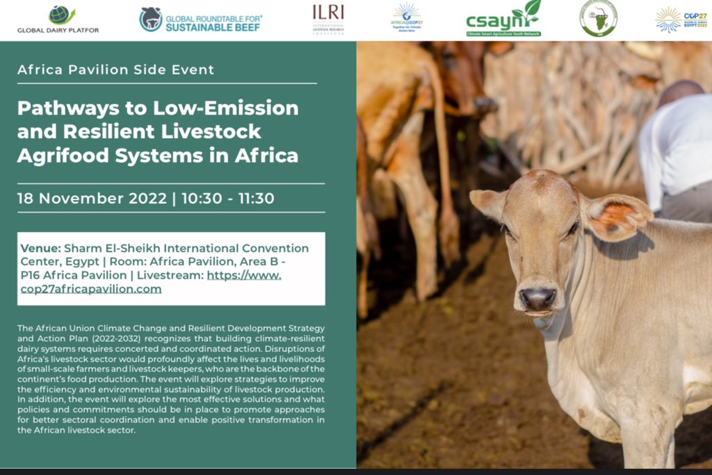 ILRI's tweet photo. Don't miss this event today at 10.30 EET, Africa Pavilion! #COP27 #LetsTalkLivestock

The future of African livestock and the millions of people is at a crossroads. What will a 'Just transition' be for climate, social justice, food security &amp; livelihoods?

https://t.co/xlg1rxC36G https://t.co/8VZOBdR0DO