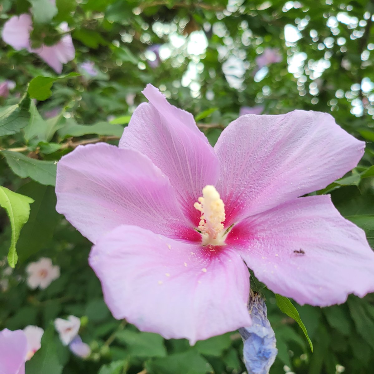 hami NFT tweet media