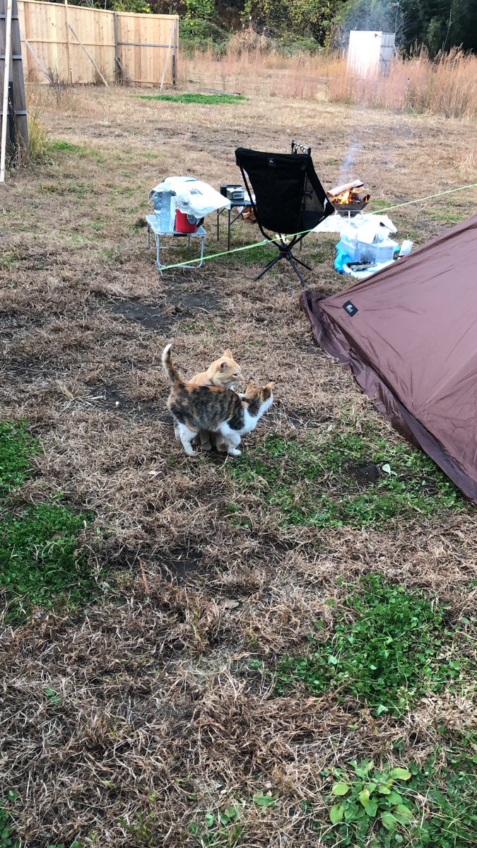 zero2005730's tweet photo. 泥棒猫来襲 https://t.co/85cT7y8jHc