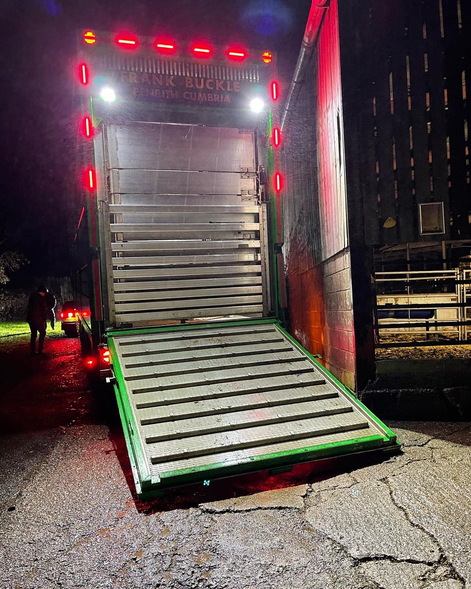 ThrimbyFarms's tweet photo. Our ecology team setting away down south. Heading to the Ouse washes, Cambridgeshire. There job is to nibble the grass down to aid ground nesting birds in the spring. It also keeps our place fresh for lambing. 420 away today. https://t.co/5sglF3Xzfq