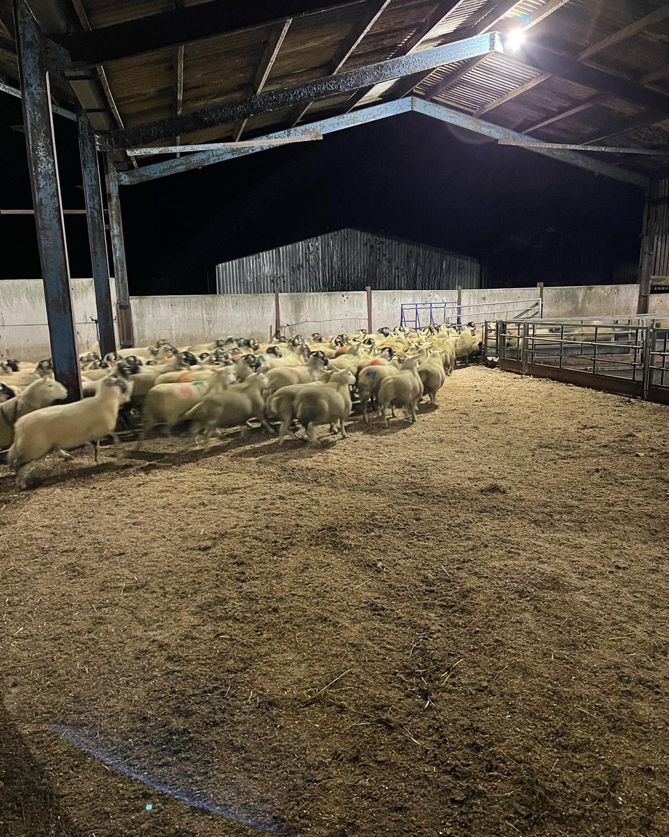 ThrimbyFarms's tweet photo. Our ecology team setting away down south. Heading to the Ouse washes, Cambridgeshire. There job is to nibble the grass down to aid ground nesting birds in the spring. It also keeps our place fresh for lambing. 420 away today. https://t.co/5sglF3Xzfq