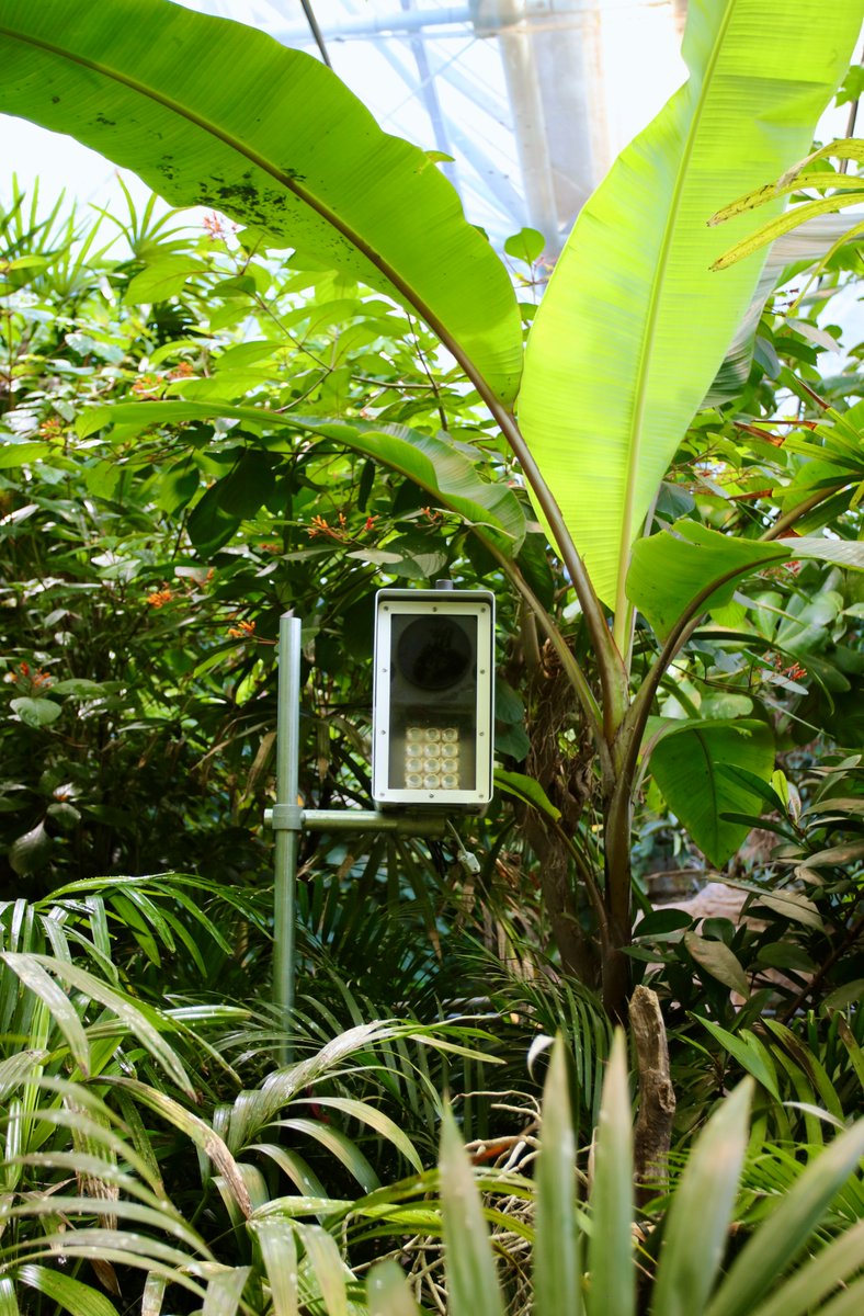 In a few places in Denmark, the insect season is never over. We installed an #insect sensor in cooperation with the Copenhagen Zoo in the tropical house since insects fly here all year round. Write us at info@faunaphotonics.com to get a sensor for next year. #weseeinsects