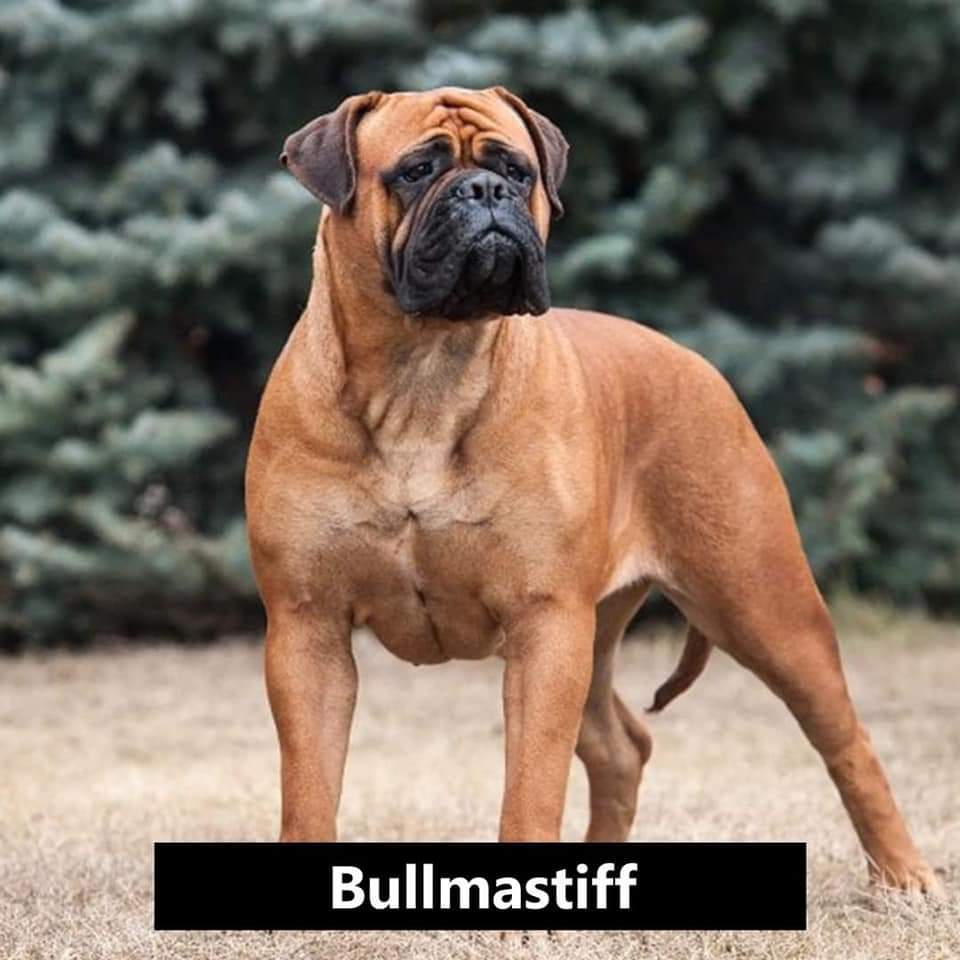 Dyllz_TSI's tweet image. A bull mastiff is the result of mixing a British mastiff with British bull dog...
They look more like boxers that boerboels.

#Dog101