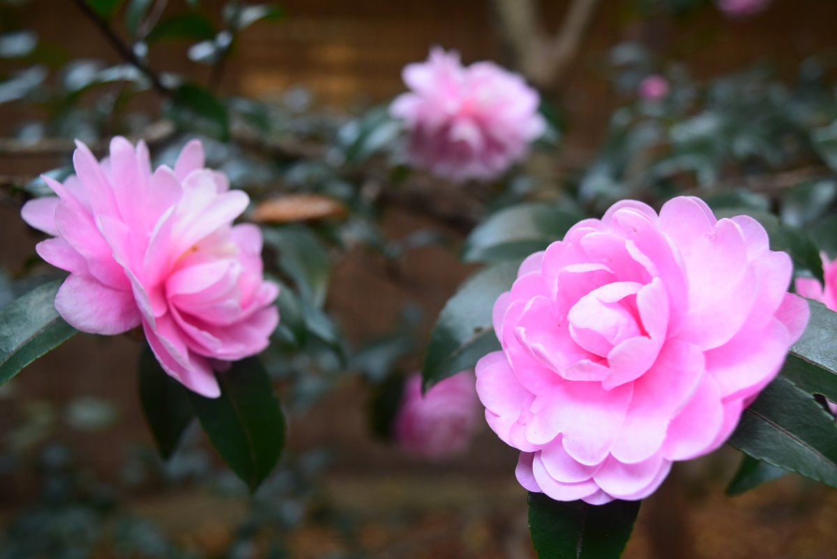 RikugienGarden's tweet photo. 園内は紅葉のほかに山茶花が咲いていたり、都立園芸高等学校の生徒さんや近隣の方が丹精こめて育ててくださった菊の展示など、賑やかになってきました。
吹上茶屋前の大きな雪吊りも完成しています！
#山茶花　#菊　#庭園　#秋　#雪吊り https://t.co/PO8bOsOO8w