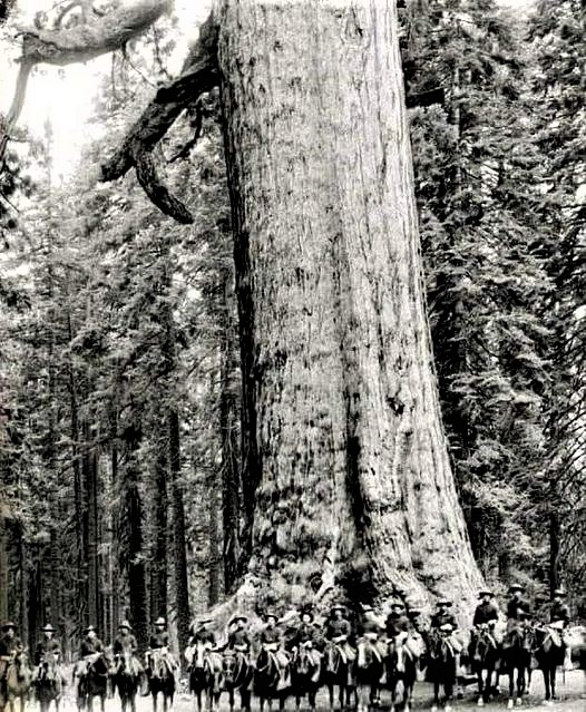 If this tree could tell us its story, we would probably be amazed and ashamed. It was here long before us and will be here long after us.❤️💚❤️
US cavalry soldiers pose in front of a tree known as the "Grizzly Giant" 1900. The tree still stands.
📷Historic Photographs
